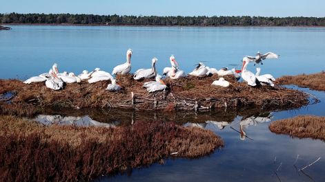 pelicani_island_at_divjaka_karavasta_national_park.jpg